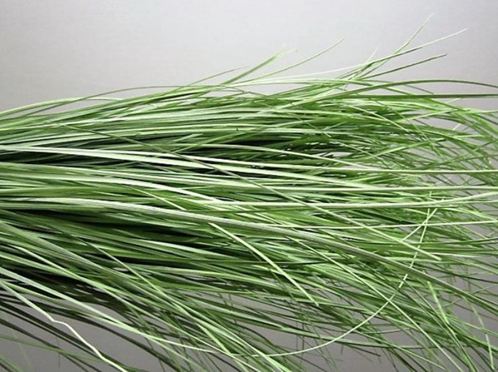 <h4>Beregras Licht Groen</h4>