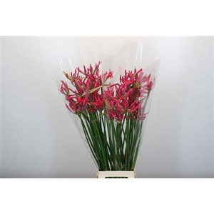Nerine Pearl Of Cherry