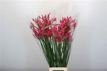 <h4>Nerine Pearl Of Cherry</h4>