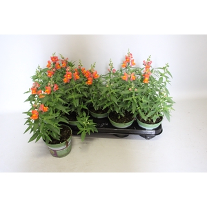 Antirrihinum Orange