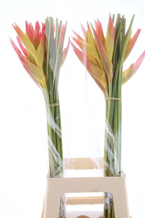 <h4>HEL TROPIC GOLF HEL TROPIC GOLF</h4>