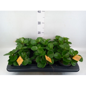 Peperomia obt. 'Green Gold'