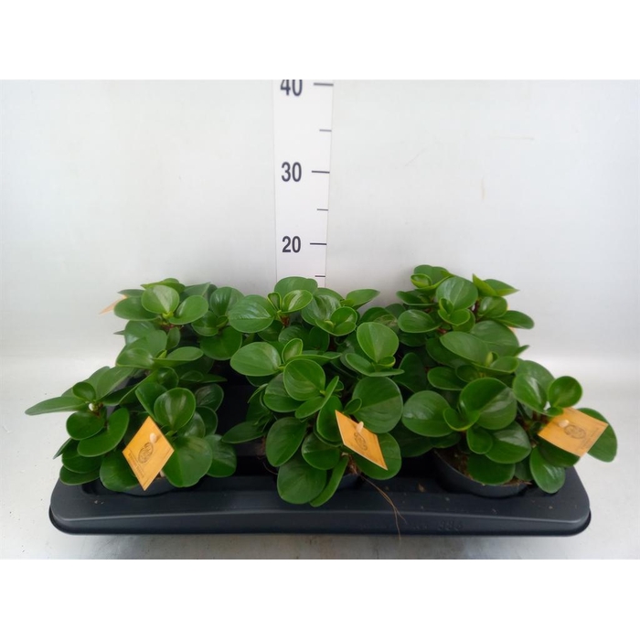 <h4>Peperomia obt. 'Green Gold'</h4>