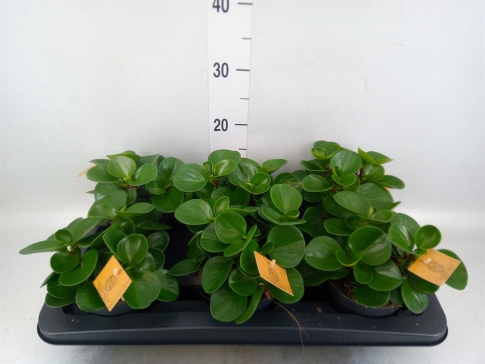 Peperomia obt. 'Green Gold'