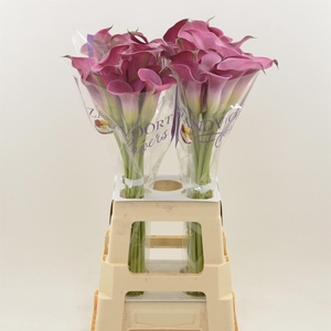 Calla Fantasia | Heavy Quality