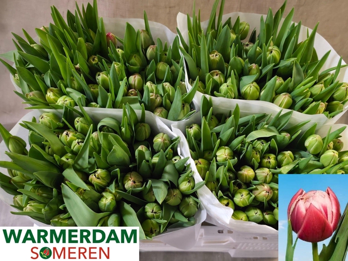 <h4>TU DU COLUMBUS</h4>