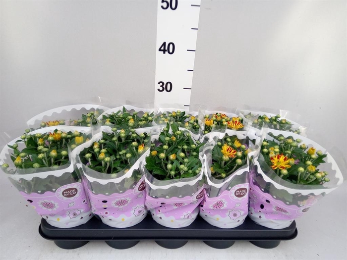 <h4>Chrysanthemum  'Hoihoi'</h4>