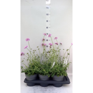 Scabiosa columb. 'Pink Mist'