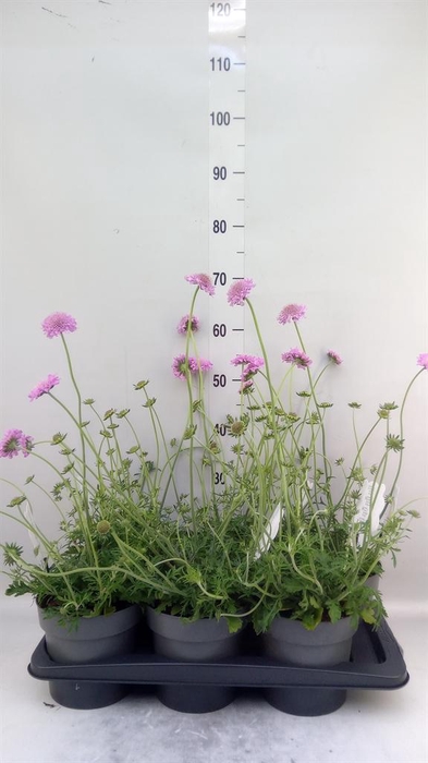 <h4>Scabiosa columb. 'Pink Mist'</h4>