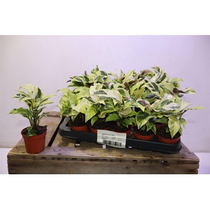 arr8 Calat Fusion Yellow