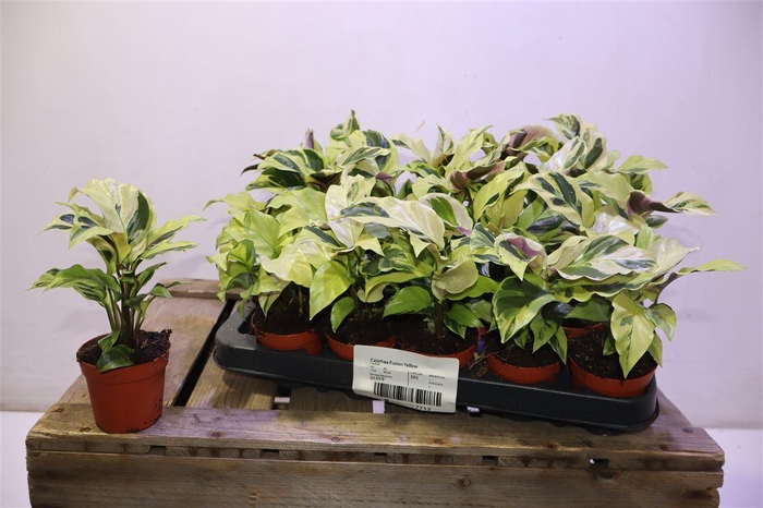 <h4>arr8 Calat Fusion Yellow</h4>