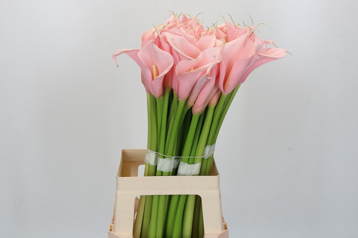 <h4>Zantedeschia Eydolls Salmon</h4>