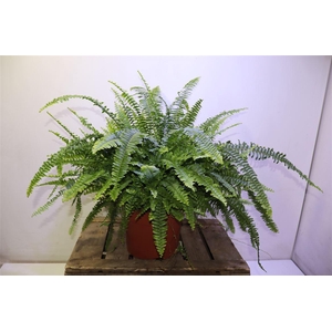 arr8 Nephr Ex Green Lady