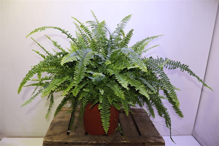 <h4>arr8 Nephr Ex Green Lady</h4>