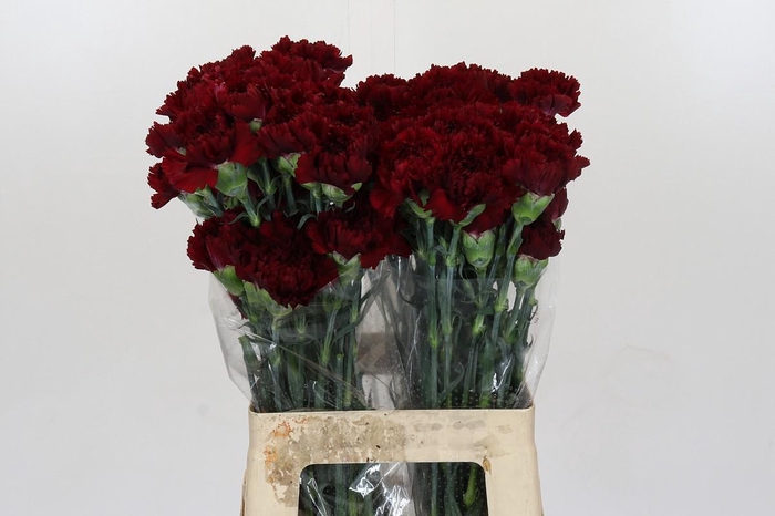 <h4>Dianthus St Sassicaia</h4>