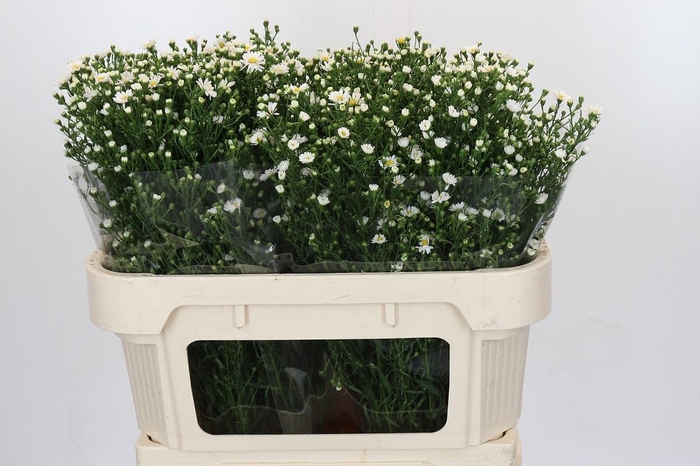 <h4>AST PAQUITA</h4>