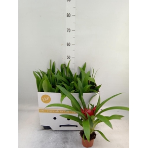 Guzmania  'Blitz'