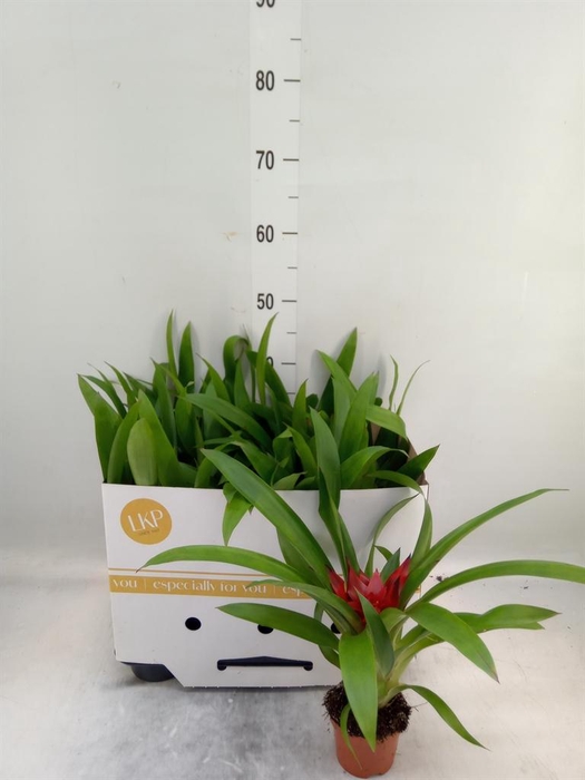 <h4>Guzmania  'Blitz'</h4>