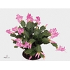 Schlumbergera - 10,5 cm - Pink (Russian) - Decorum