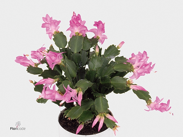 Schlumbergera - 10,5 cm - Pink (Russian) met hoes - Decorum