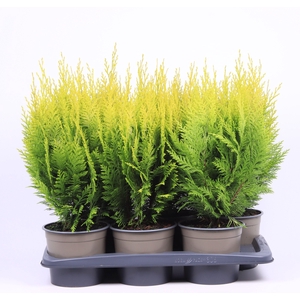 Chamaecyparis lawsoniana 'Ivonne'