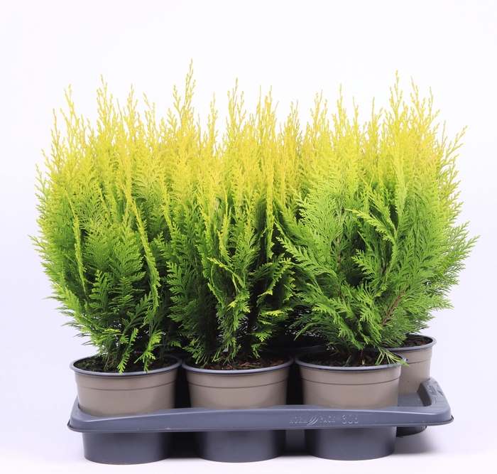 Chamaecyparis lawsoniana 'Ivonne'