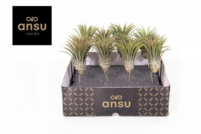 <h4>Tillandsia Ionantha</h4>