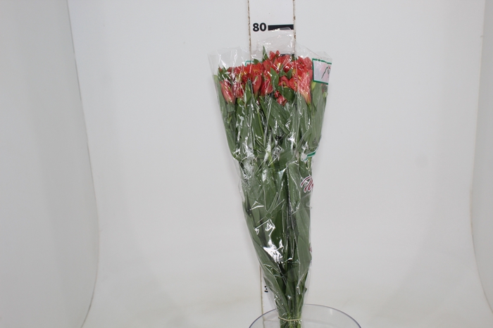 <h4>ALSTROEMERIA TROPICANA 080 CM</h4>