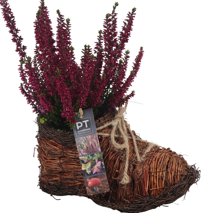 <h4>Arr.   Tuinplanten L%</h4>