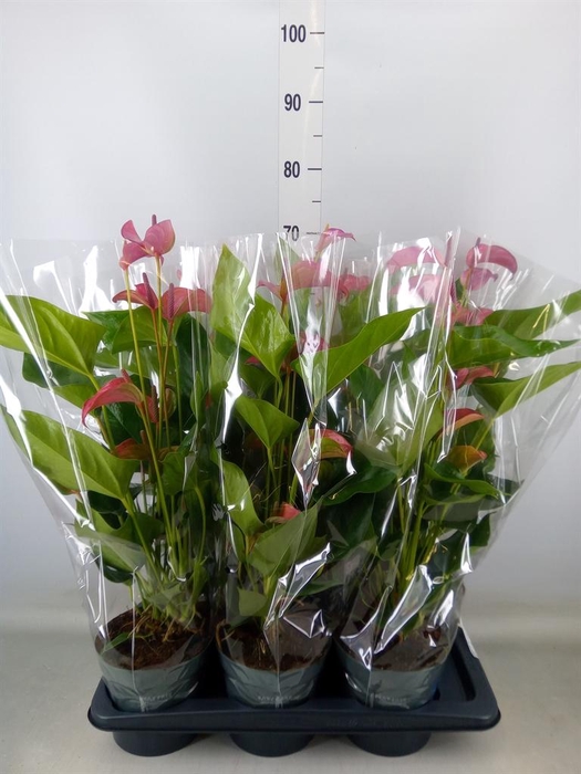 <h4>Anthurium andr. 'Joli'</h4>