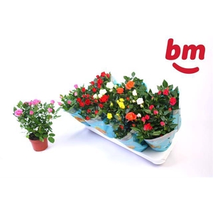 ROSA BEAU MONDE MIX