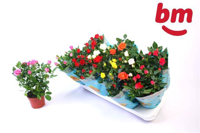 <h4>ROSA BEAU MONDE MIX</h4>