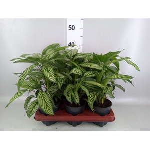 Calathea   ...