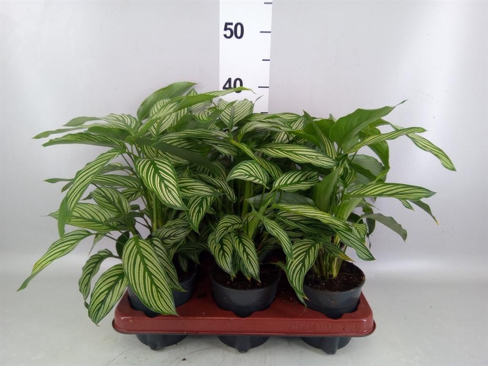 <h4>Calathea   ...</h4>