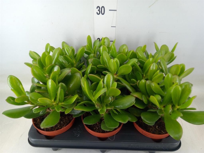 <h4>Crassula  'Hulk'</h4>
