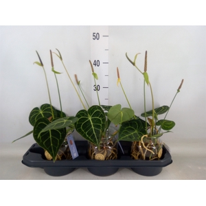 Anthurium clarinervium