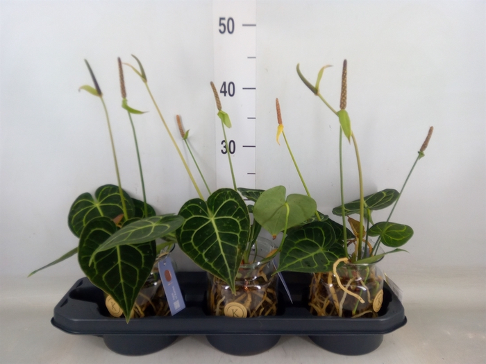 <h4>Anthurium clarinervium</h4>