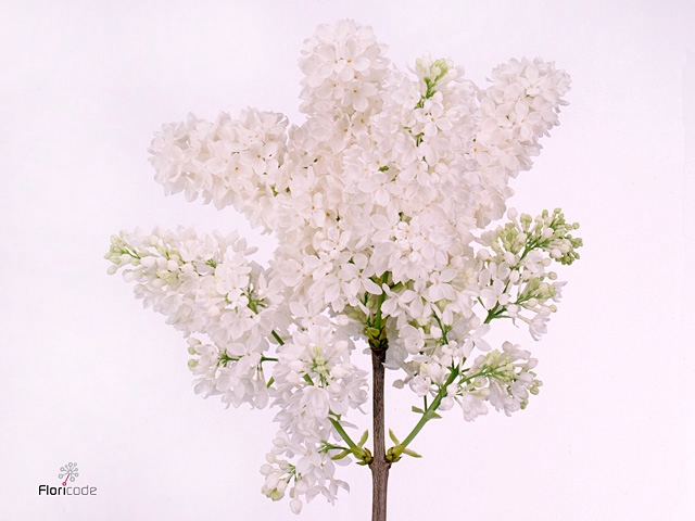 Syr V Engler Weiss T 4 Kop