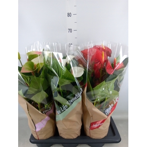 Anthurium   ...mix 4