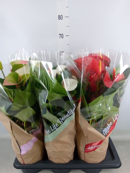 <h4>Anthurium   ...mix 4</h4>