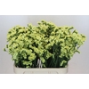 Limonium sinuatum Star Eze