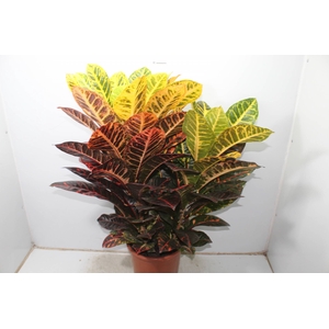 CROTON HIB NORMA P24