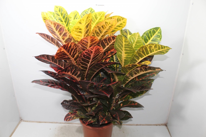 CROTON HIB NORMA P24