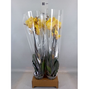 Phalaenopsis   ...yellow
