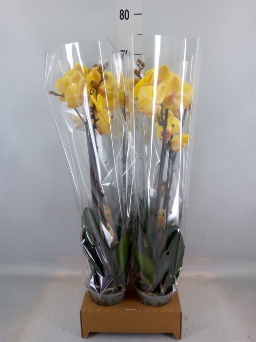<h4>Phalaenopsis   ...yellow</h4>
