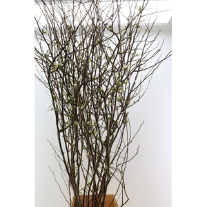 Chaenomeles Superba White