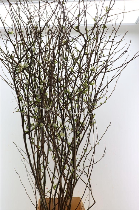 Chaenomeles Superba White