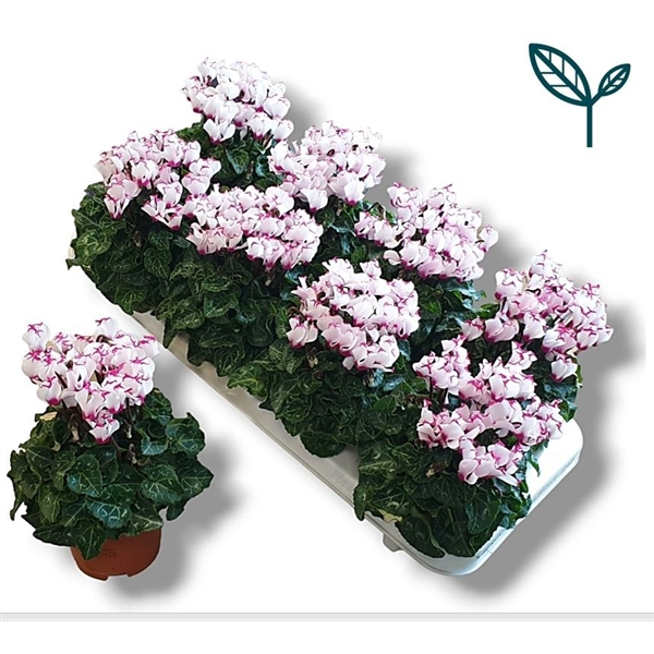 <h4>Cyclamen Premium Victoria Wit Roze</h4>