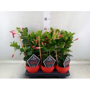 Mandevilla  'Sundavil Early Scarle'