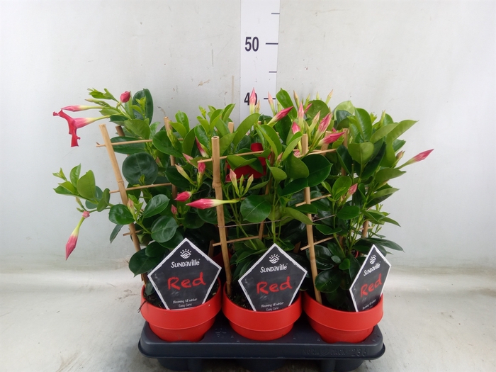 <h4>Mandevilla  'Sundavil Early Scarle'</h4>